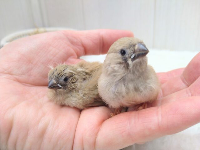 錦花鳥（キンカチョウ）