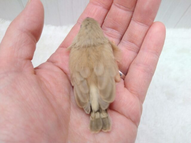 錦花鳥（キンカチョウ）