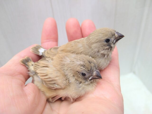 錦花鳥（キンカチョウ）