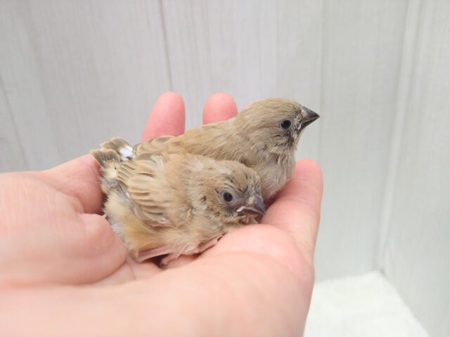 錦花鳥（キンカチョウ）