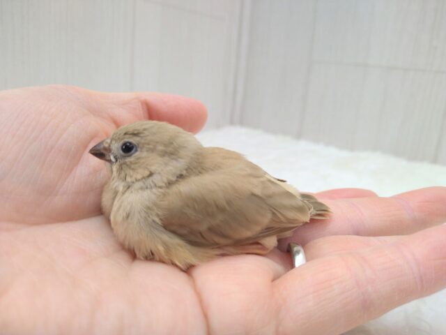 錦花鳥（キンカチョウ）