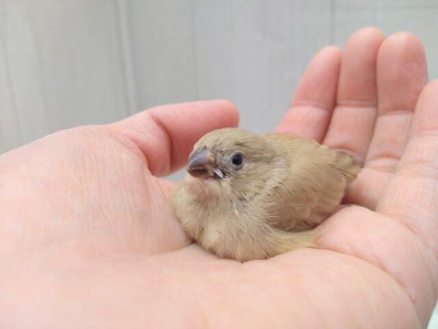 錦花鳥（キンカチョウ）