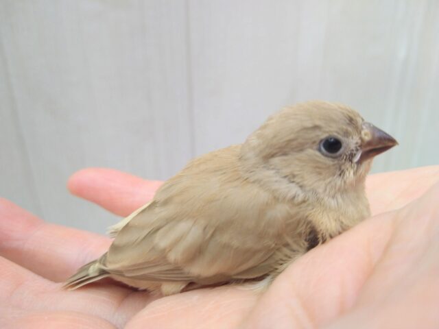 錦花鳥（キンカチョウ）