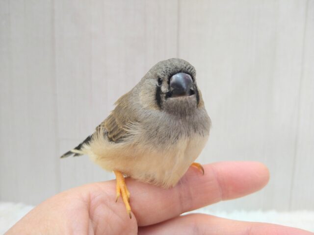 ジャンボキンカチョウ