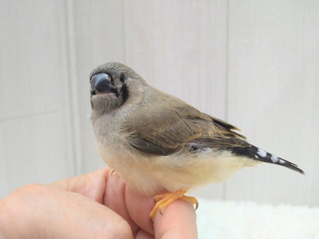 ジャンボキンカチョウ