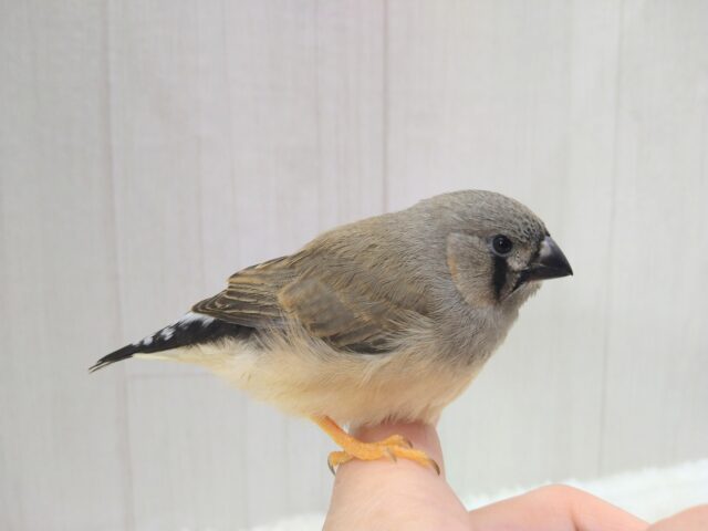 ジャンボキンカチョウ