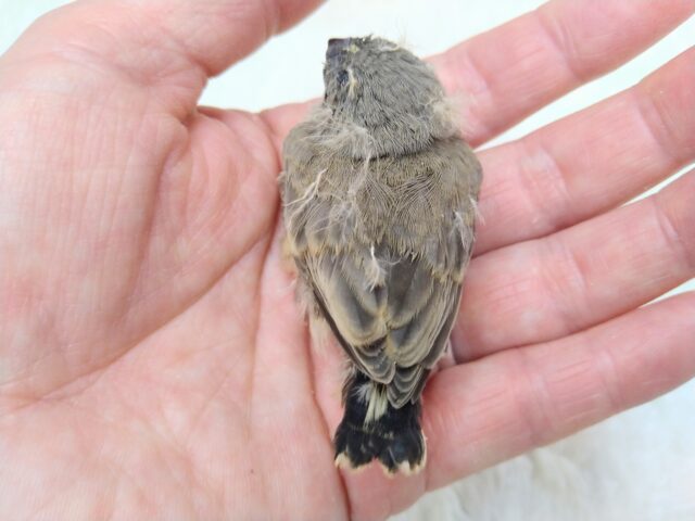 ジャンボキンカチョウ