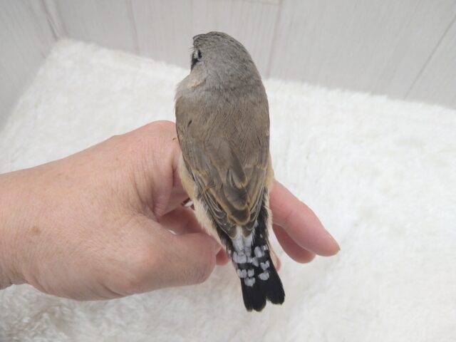 ジャンボキンカチョウ