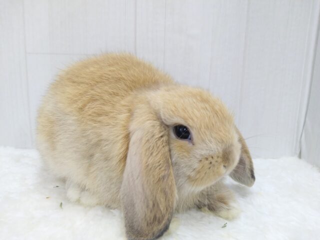 ホーランドロップ