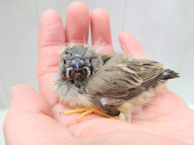 ジャンボキンカチョウ