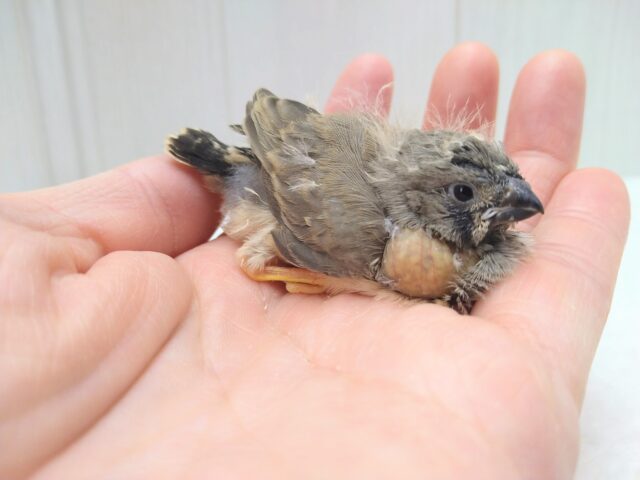 ジャンボキンカチョウ