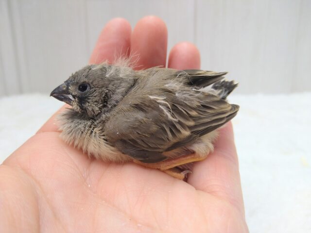 ジャンボキンカチョウ