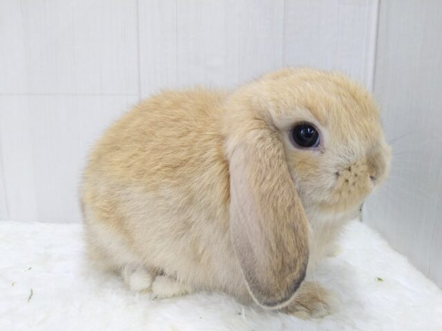 ホーランドロップ