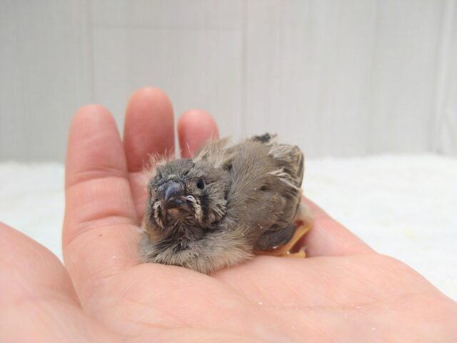 ジャンボキンカチョウ