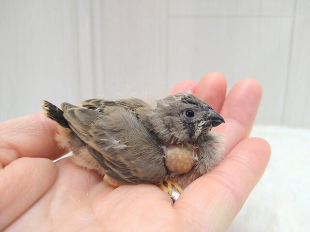 ジャンボキンカチョウ