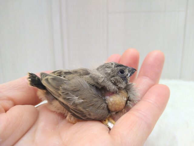 ジャンボキンカチョウ