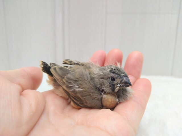 ジャンボキンカチョウ