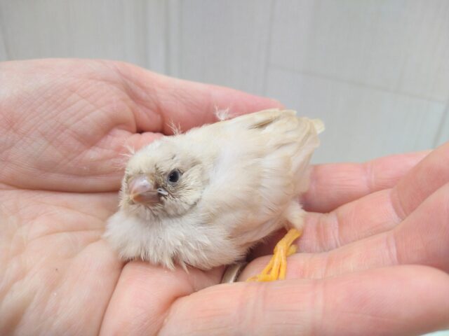 ジャンボキンカチョウ