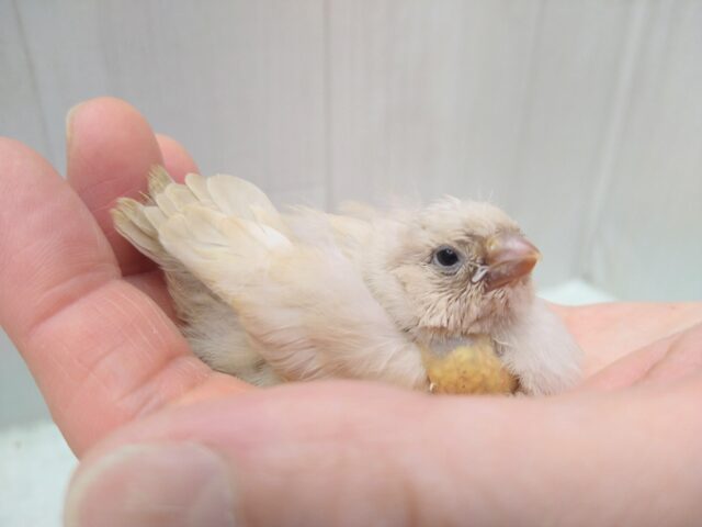 ジャンボキンカチョウ