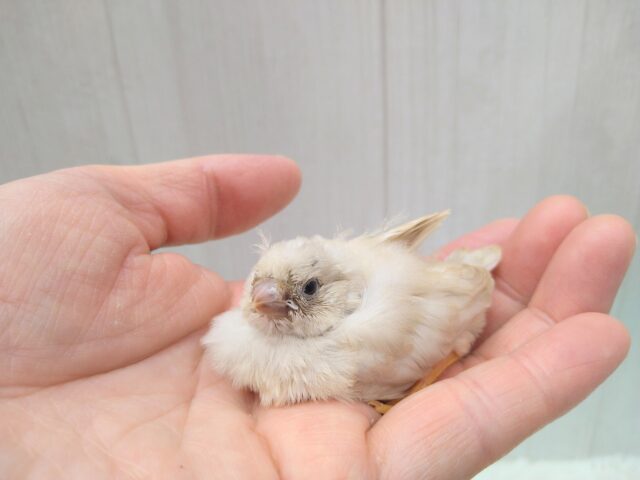 ジャンボキンカチョウ