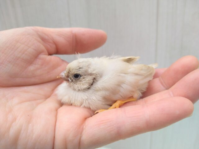 ジャンボキンカチョウ