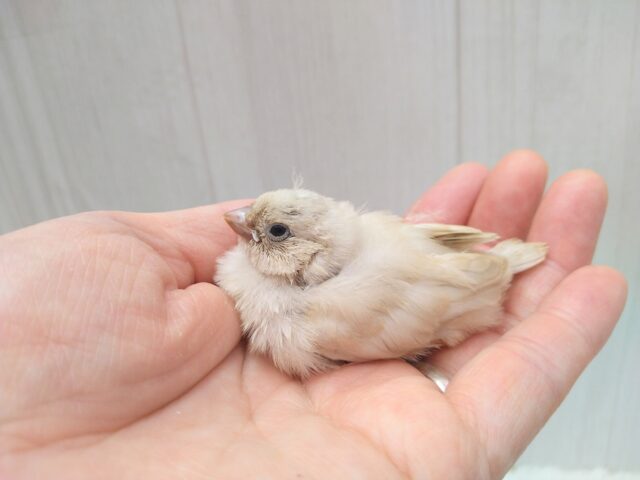 ジャンボキンカチョウ