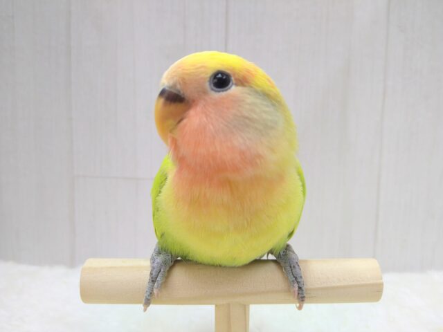 最新画像あります！隠された派手派手カラーを見せておくれ〜💚💛コザクラインコ（タイガーチェリーオパーリン）🍒