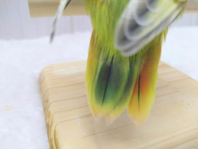 コザクラインコ（小桜インコ）