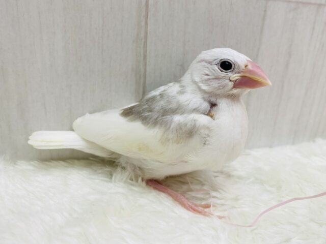 キリッとしたイケメンフェイス✨実は甘えん坊な白文鳥‼️