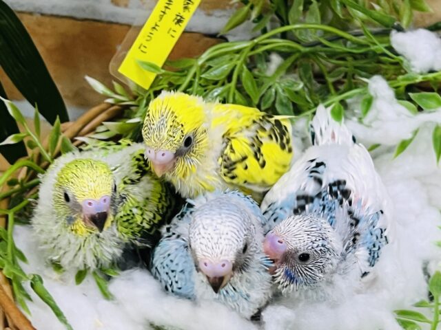 夏の大大大スペシャルフェア♡