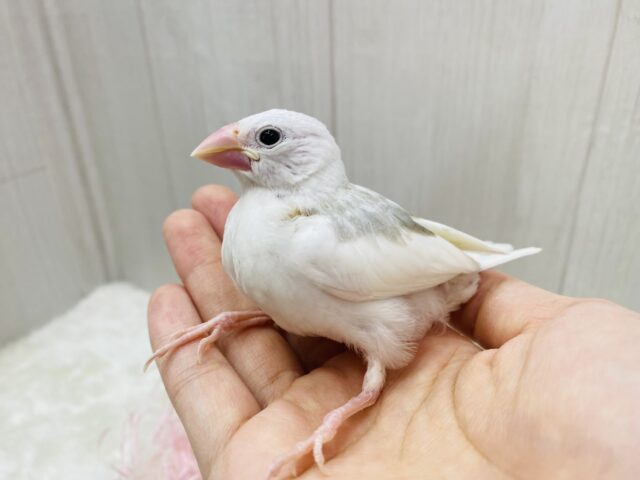 白文鳥