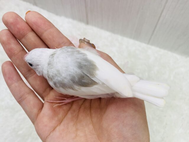 白文鳥