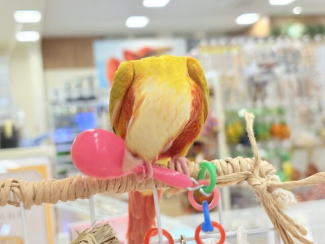 ホオミドリウロコインコ