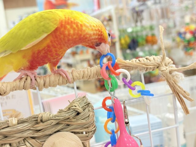 ホオミドリウロコインコ