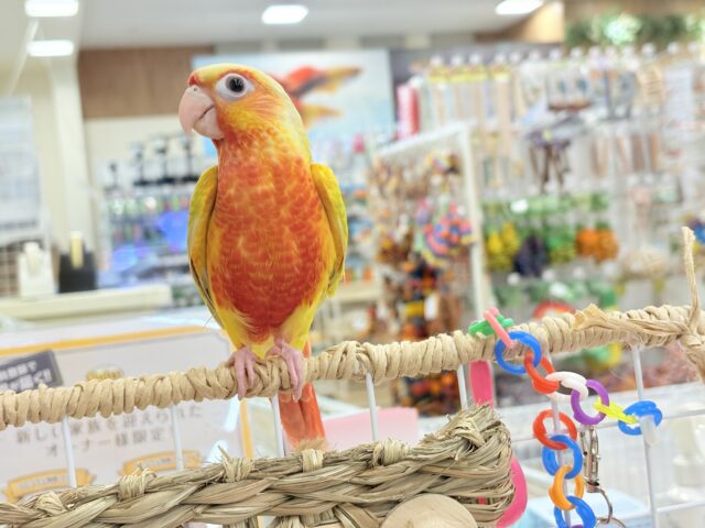 ホオミドリウロコインコ