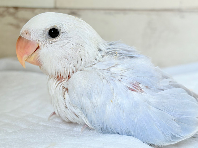 淡🫧パープルの魅力💜コザクラインコ(ダイリュートブルーバイオレットシナモンオパーリン) ヒナ