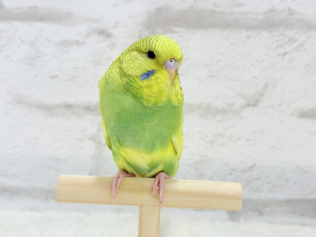 ジャンボセキセイインコ