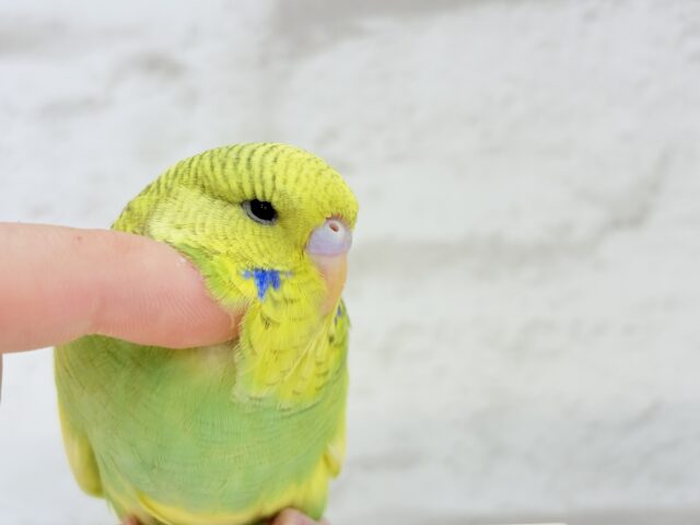 ジャンボセキセイインコ