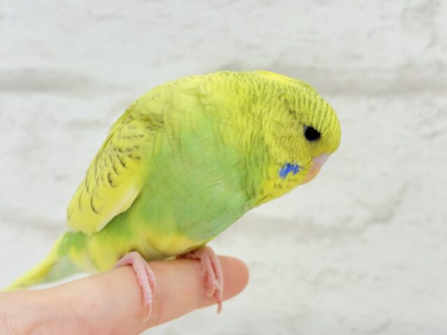ジャンボセキセイインコ