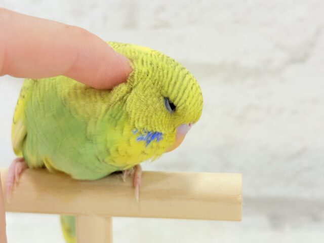 ジャンボセキセイインコ