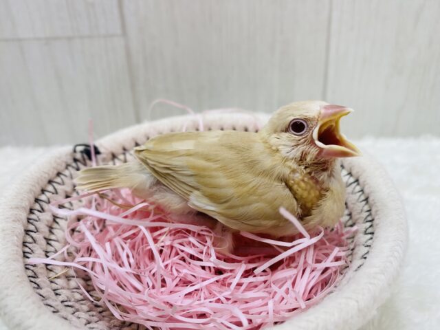 シナモン文鳥
