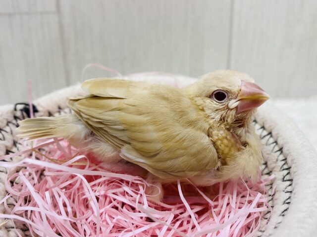 シナモン文鳥