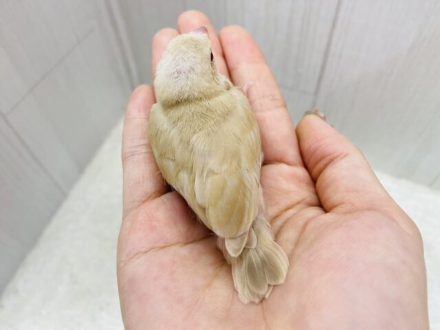 シナモン文鳥