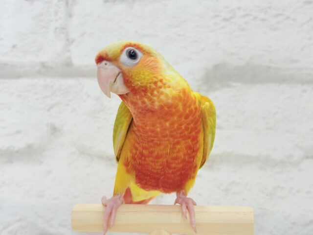 ホオミドリウロコインコ