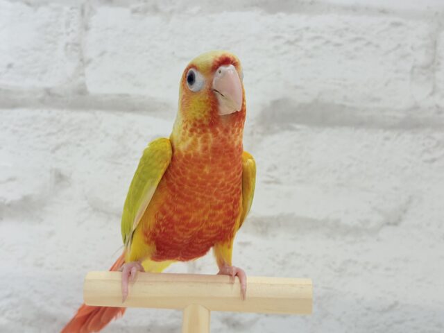 ホオミドリウロコインコ