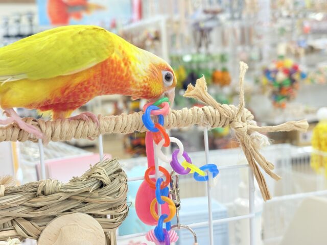 ホオミドリウロコインコ