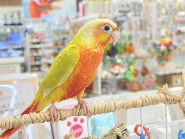 ホオミドリウロコインコ