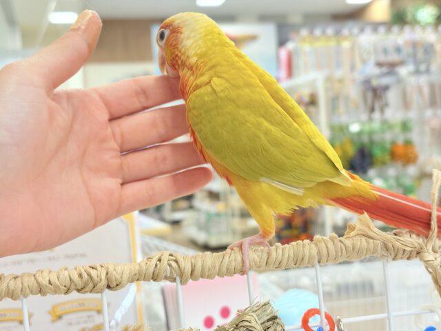 ホオミドリウロコインコ
