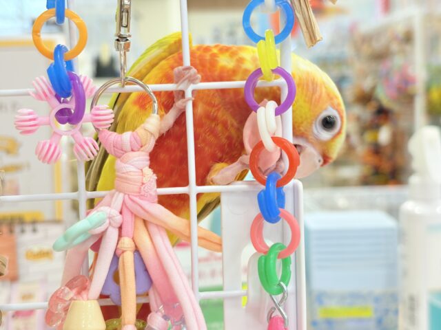 ホオミドリウロコインコ