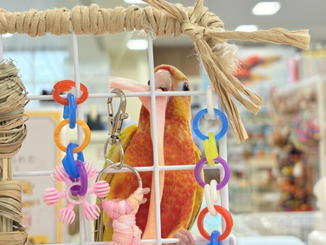 ホオミドリウロコインコ